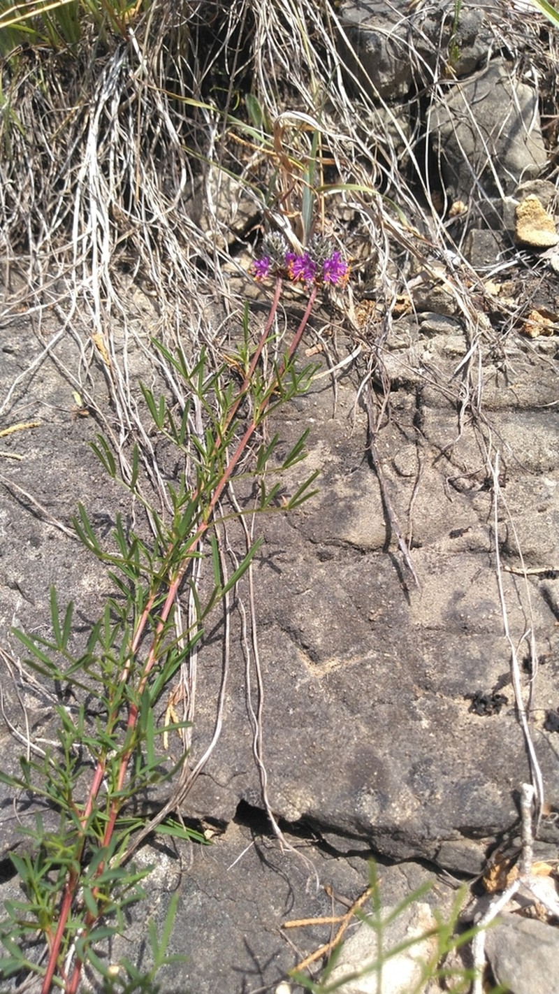 Cahaba Prairie Clover photo 5