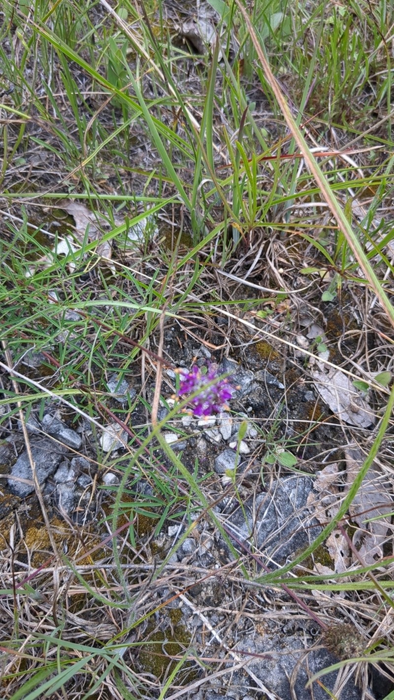 Cahaba Prairie Clover photo 6
