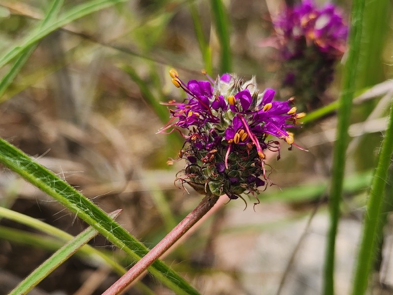 Cahaba Prairie Clover photo 7