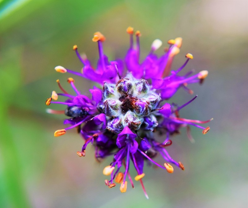 Cahaba Prairie Clover photo 8