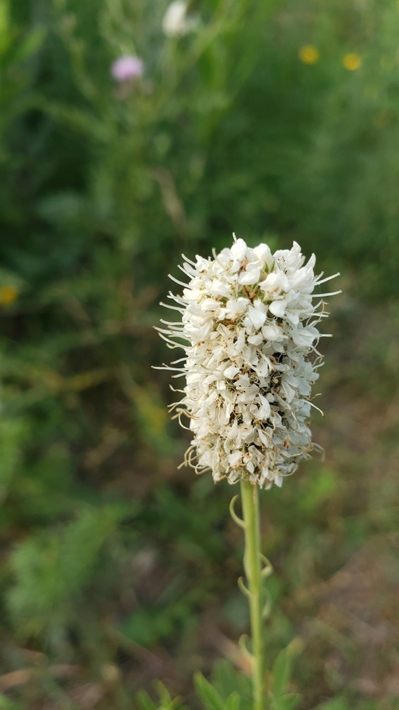 White Prairie Clover