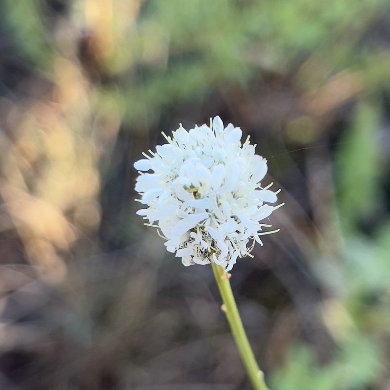 White Prairie Clover photo 2