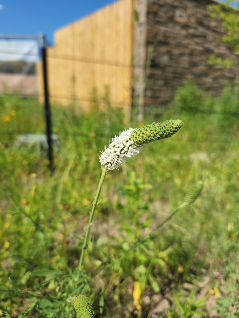White Prairie Clover photo 3