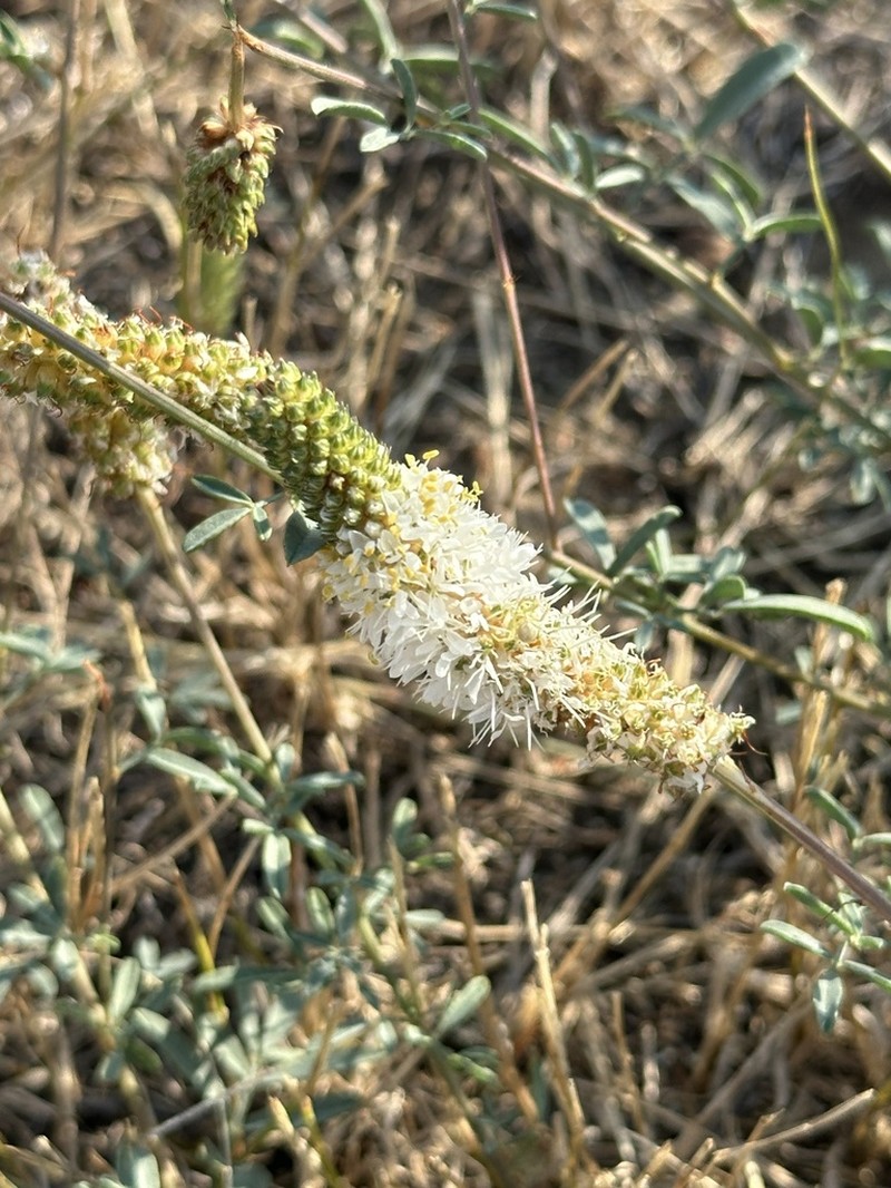 White Prairie Clover photo 4
