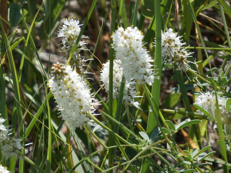 White Prairie Clover photo 5