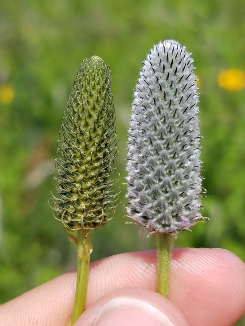 White Prairie Clover photo 6