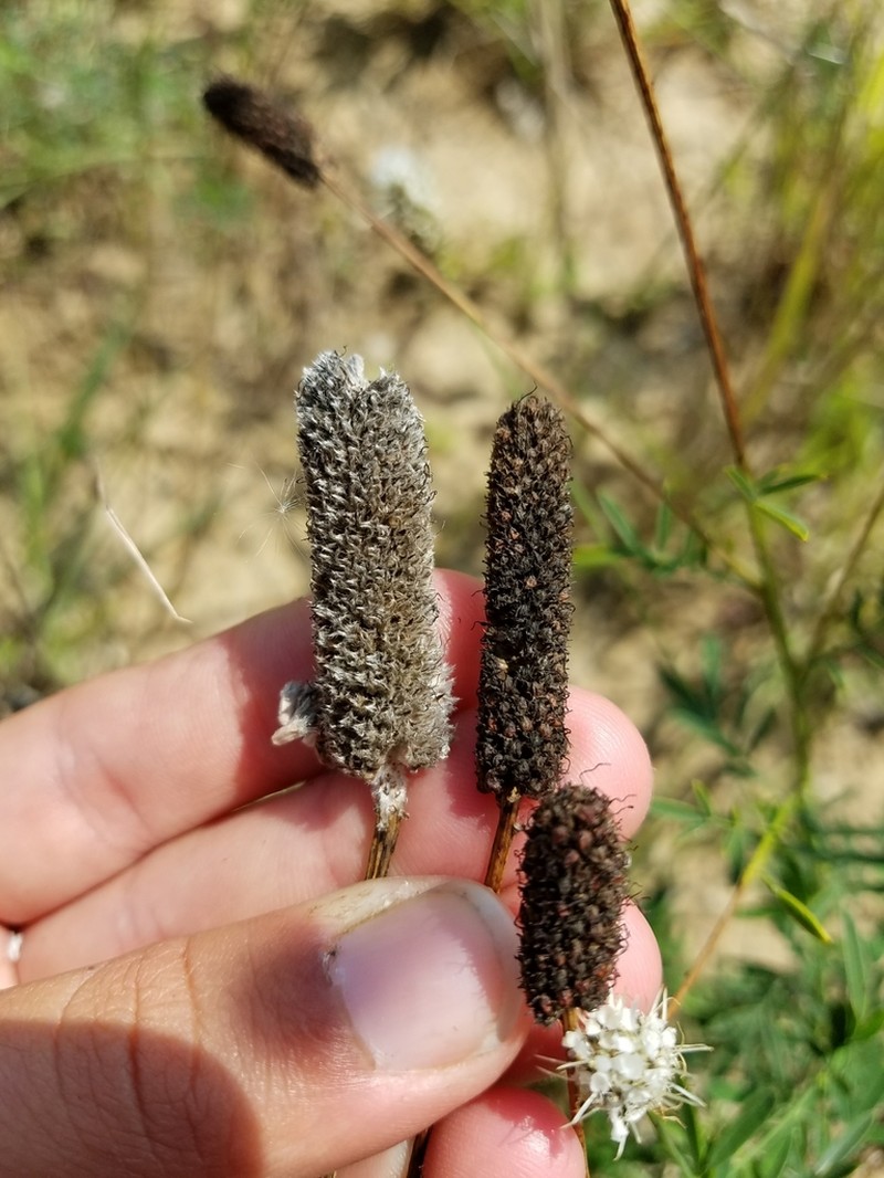White Prairie Clover photo 7