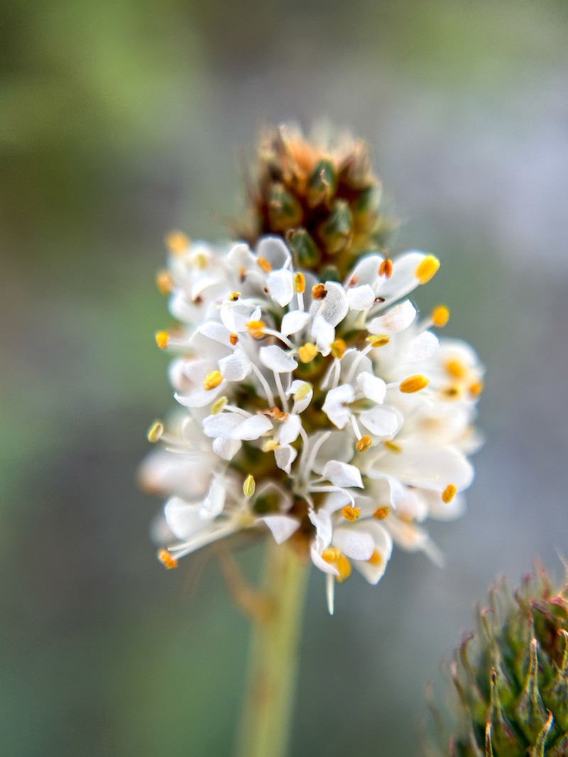 White Prairie Clover photo 8