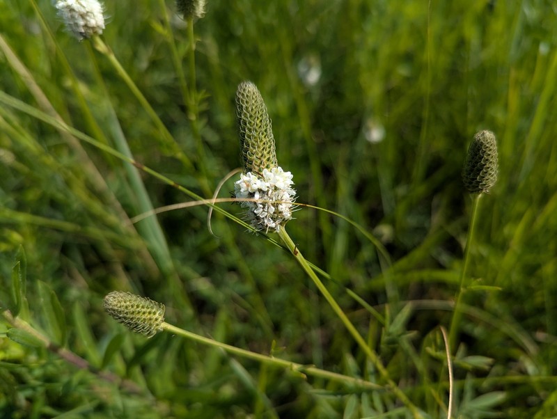 Dalea candida var. candida