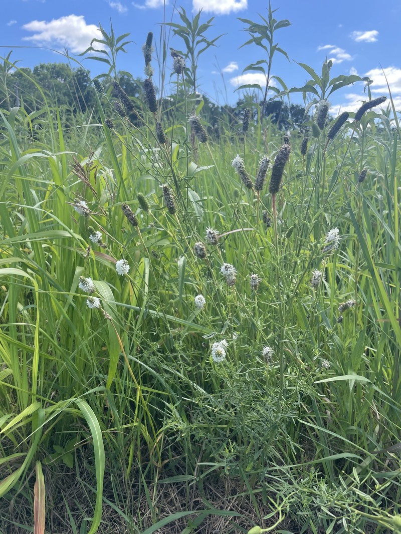 Dalea candida var. candida photo 2