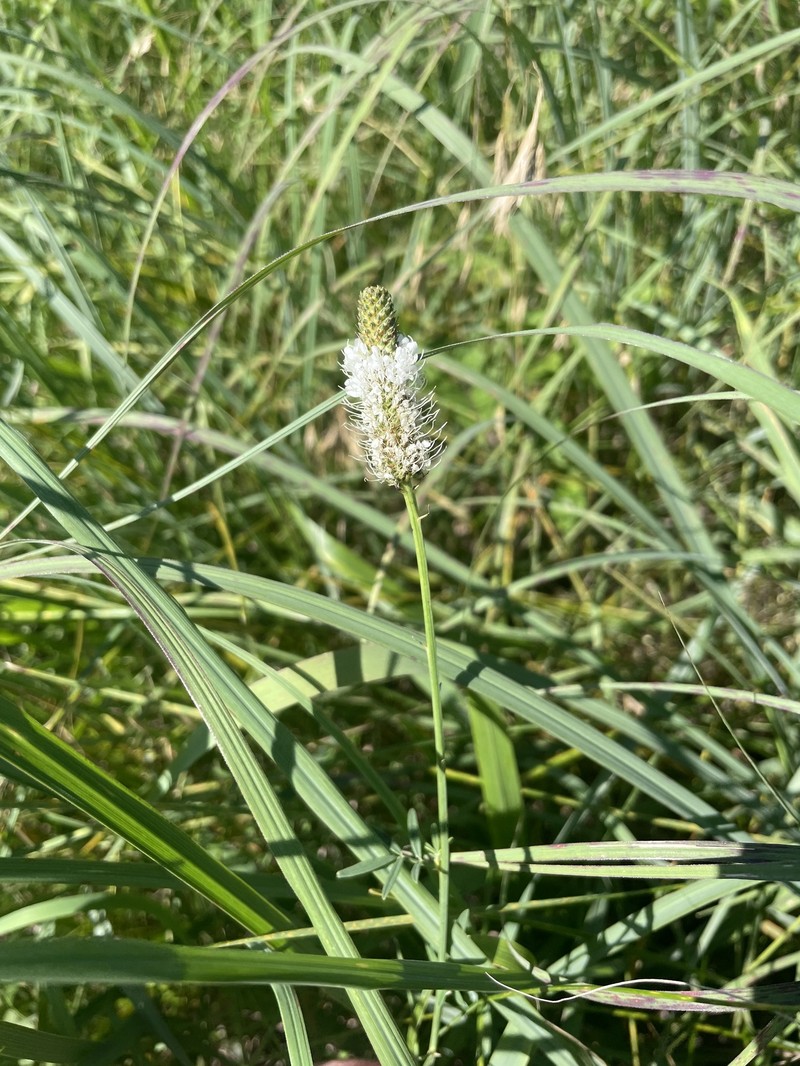 Dalea candida var. candida photo 3