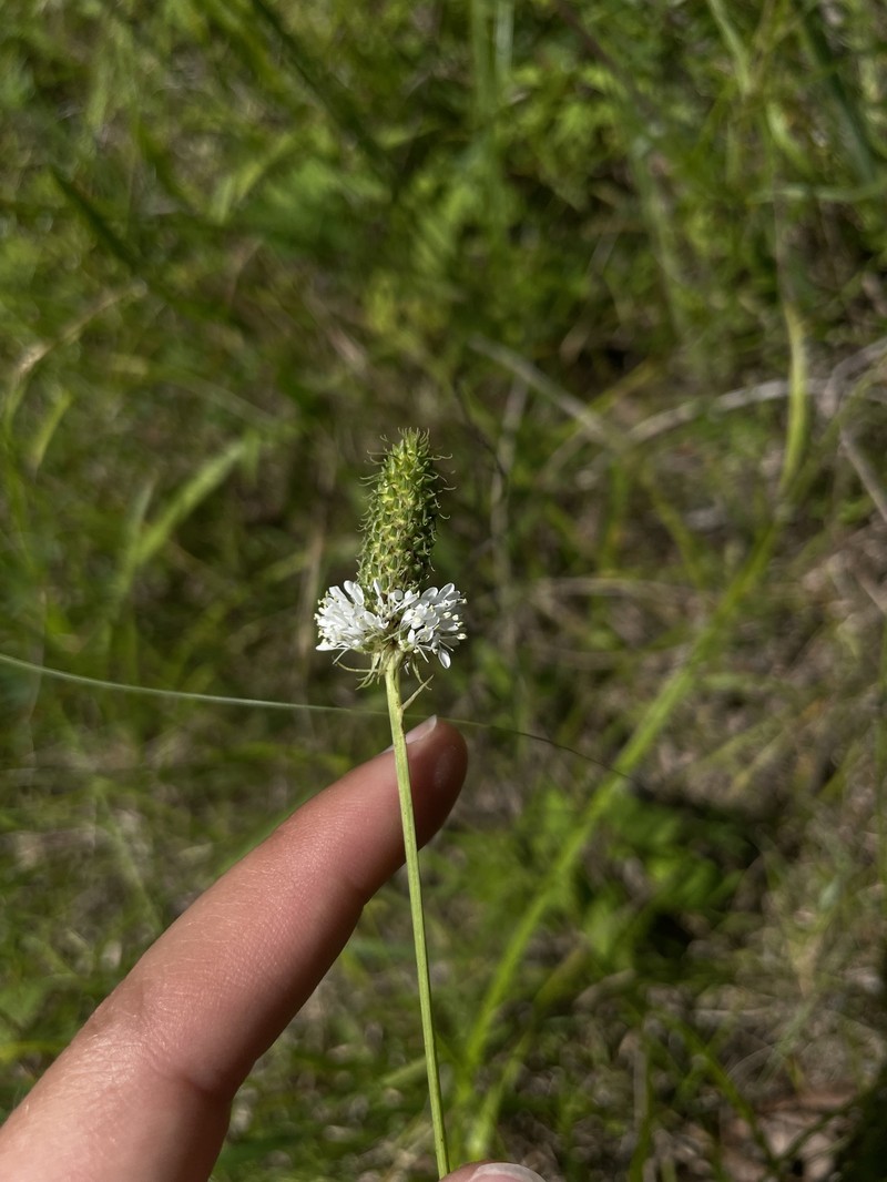Dalea candida var. candida photo 4