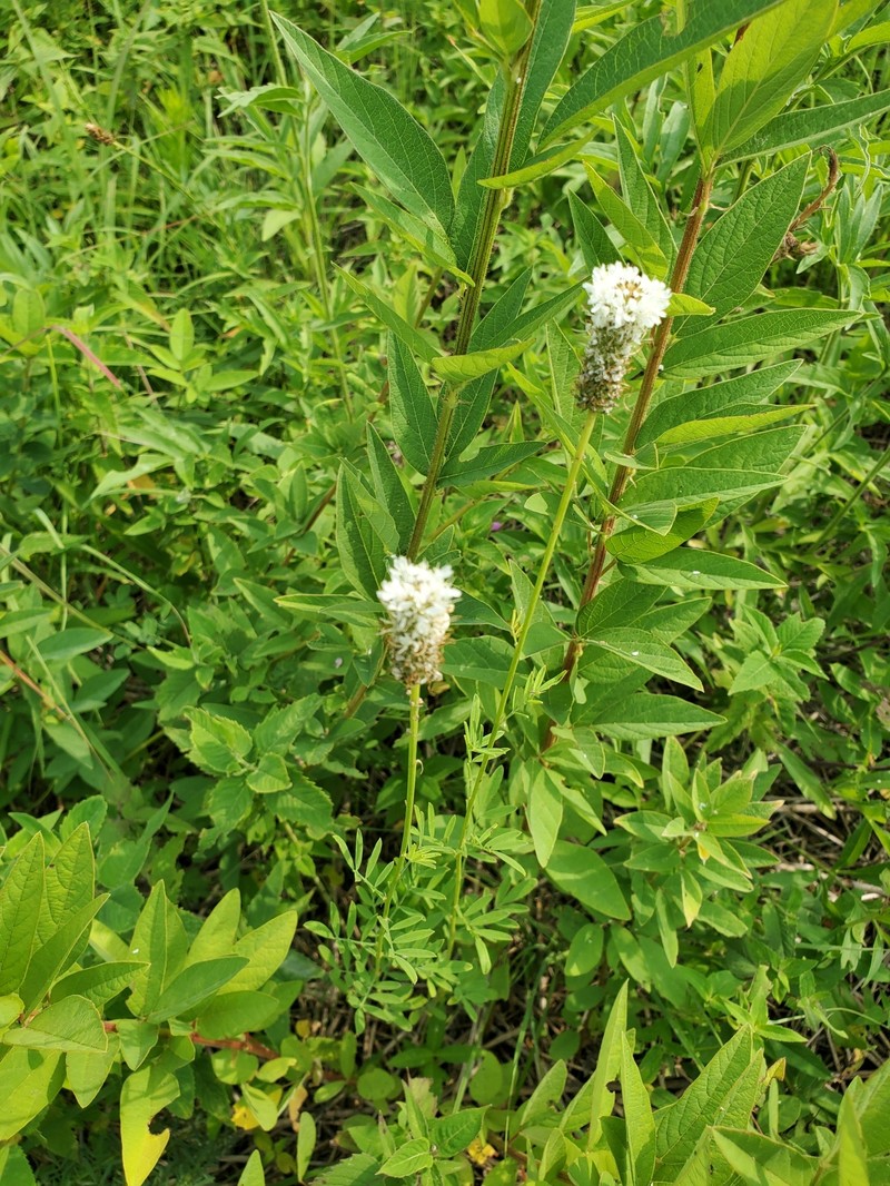 Dalea candida var. candida photo 5