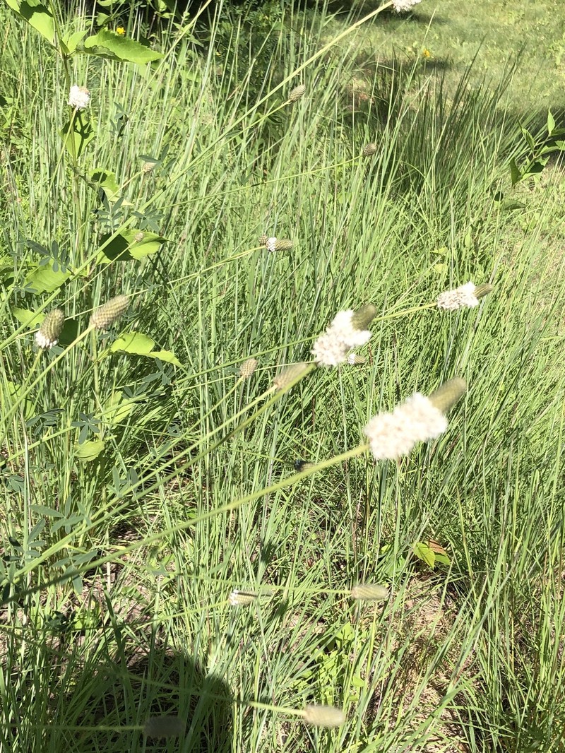 Dalea candida var. candida photo 6