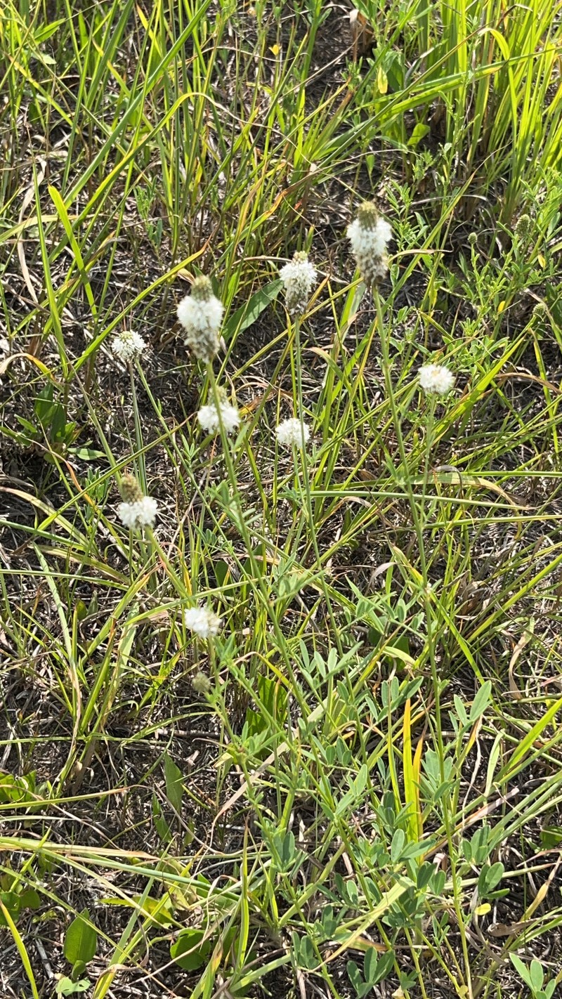 Dalea candida var. candida photo 7