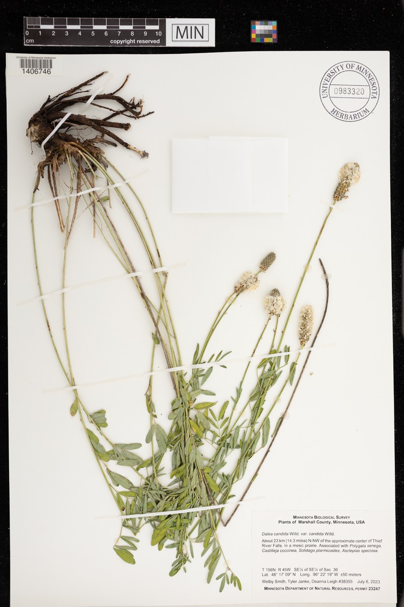 Dalea candida var. candida photo 8