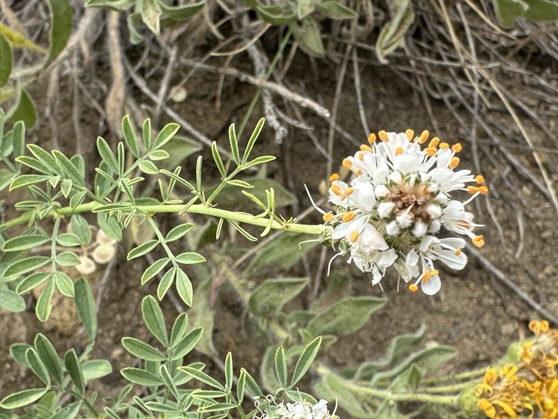 Dalea candida var. oligophylla