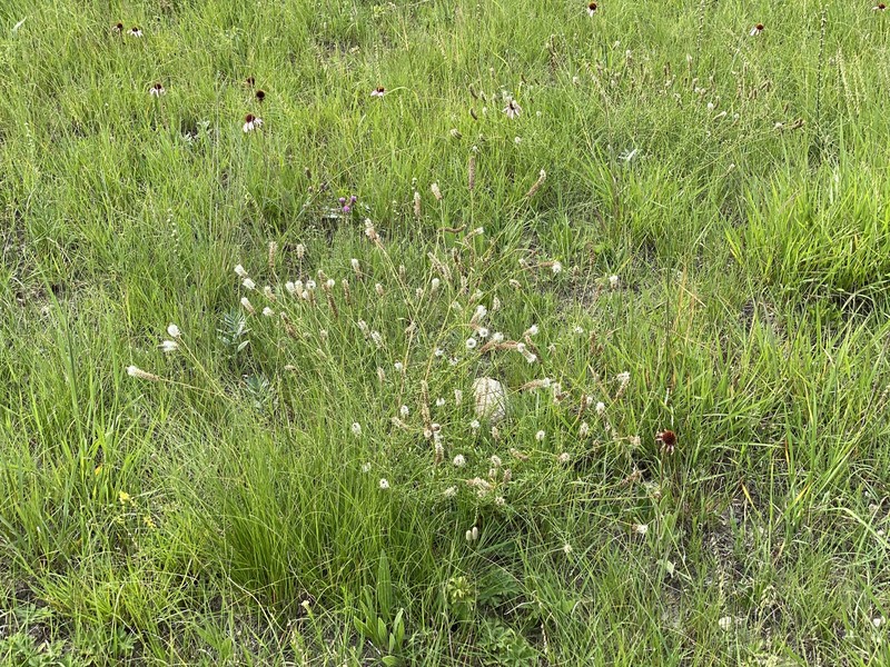 Dalea candida var. oligophylla photo 2