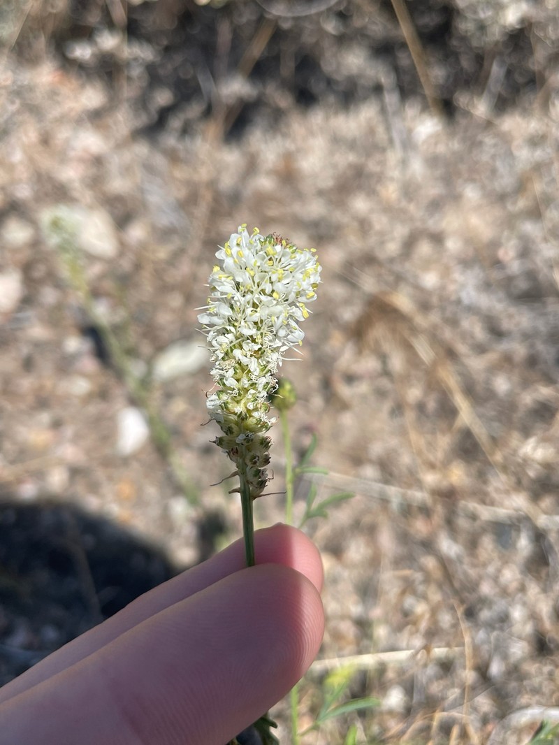 Dalea candida var. oligophylla photo 3
