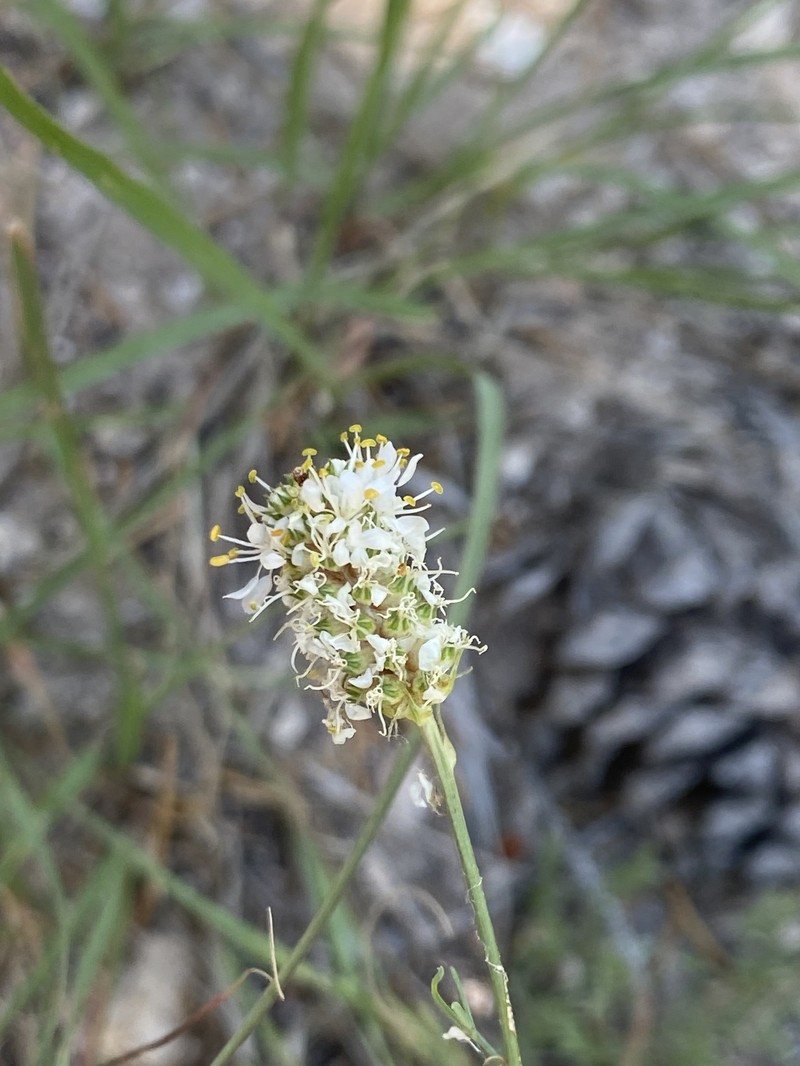 Dalea candida var. oligophylla photo 4
