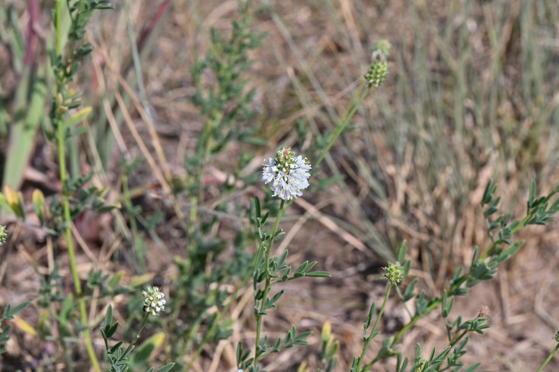 Dalea candida var. oligophylla photo 5