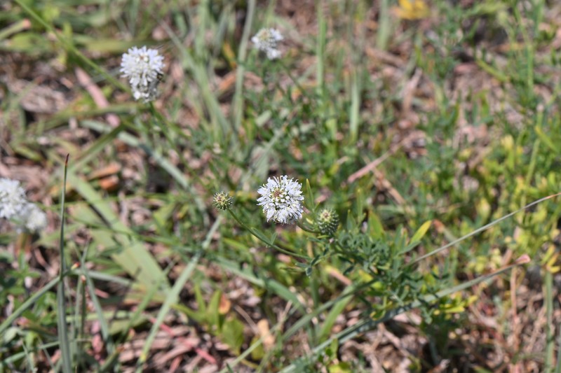 Dalea candida var. oligophylla photo 6