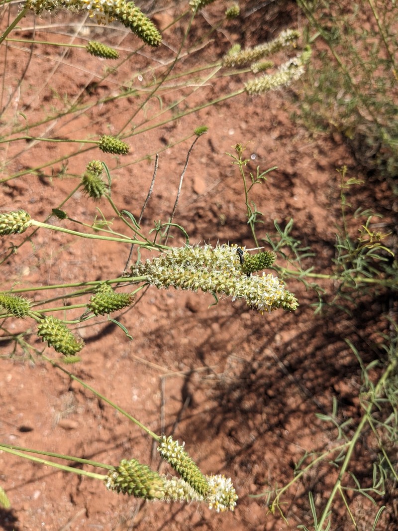 Dalea candida var. oligophylla photo 7