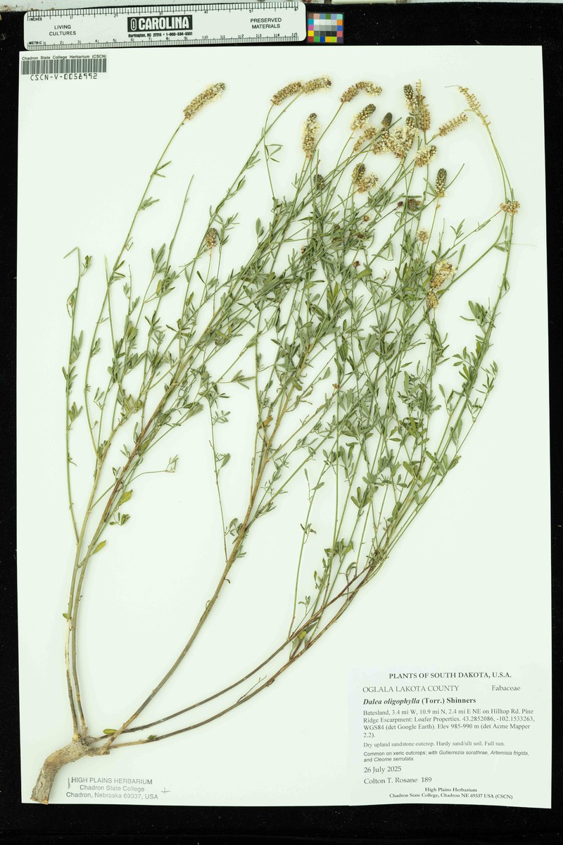 Dalea candida var. oligophylla photo 8