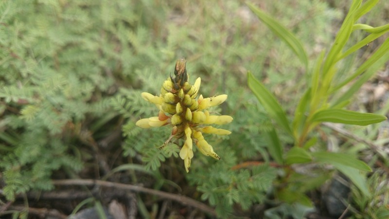 Dalea capitata photo 2