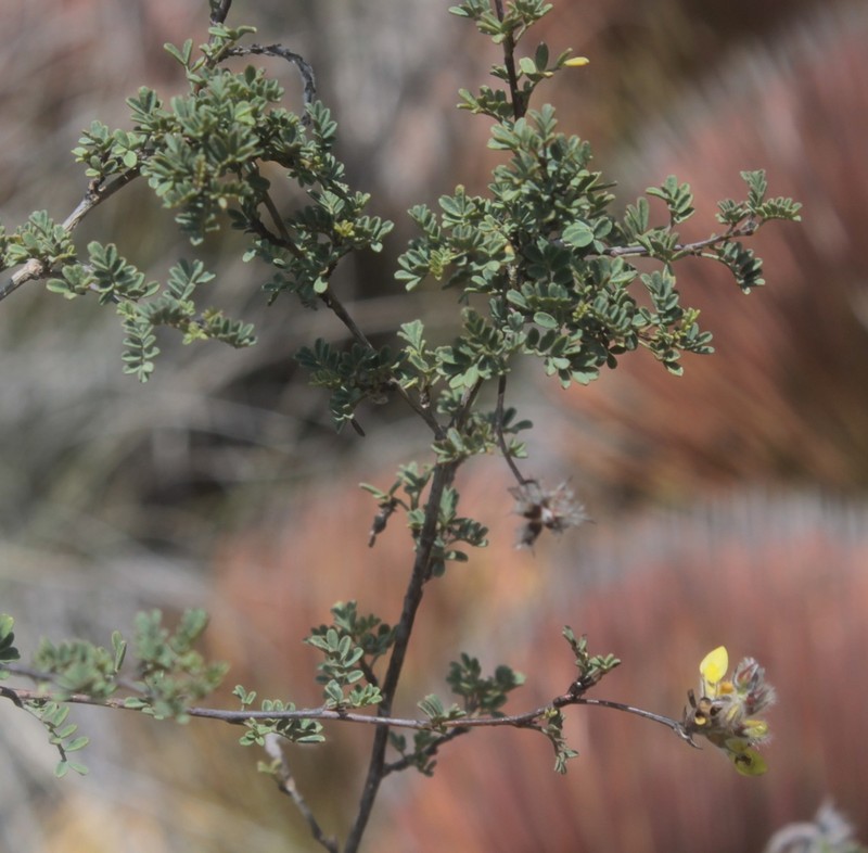 Dalea capitata photo 4