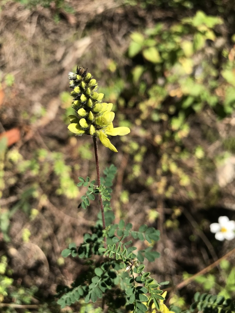 Dalea capitata photo 6