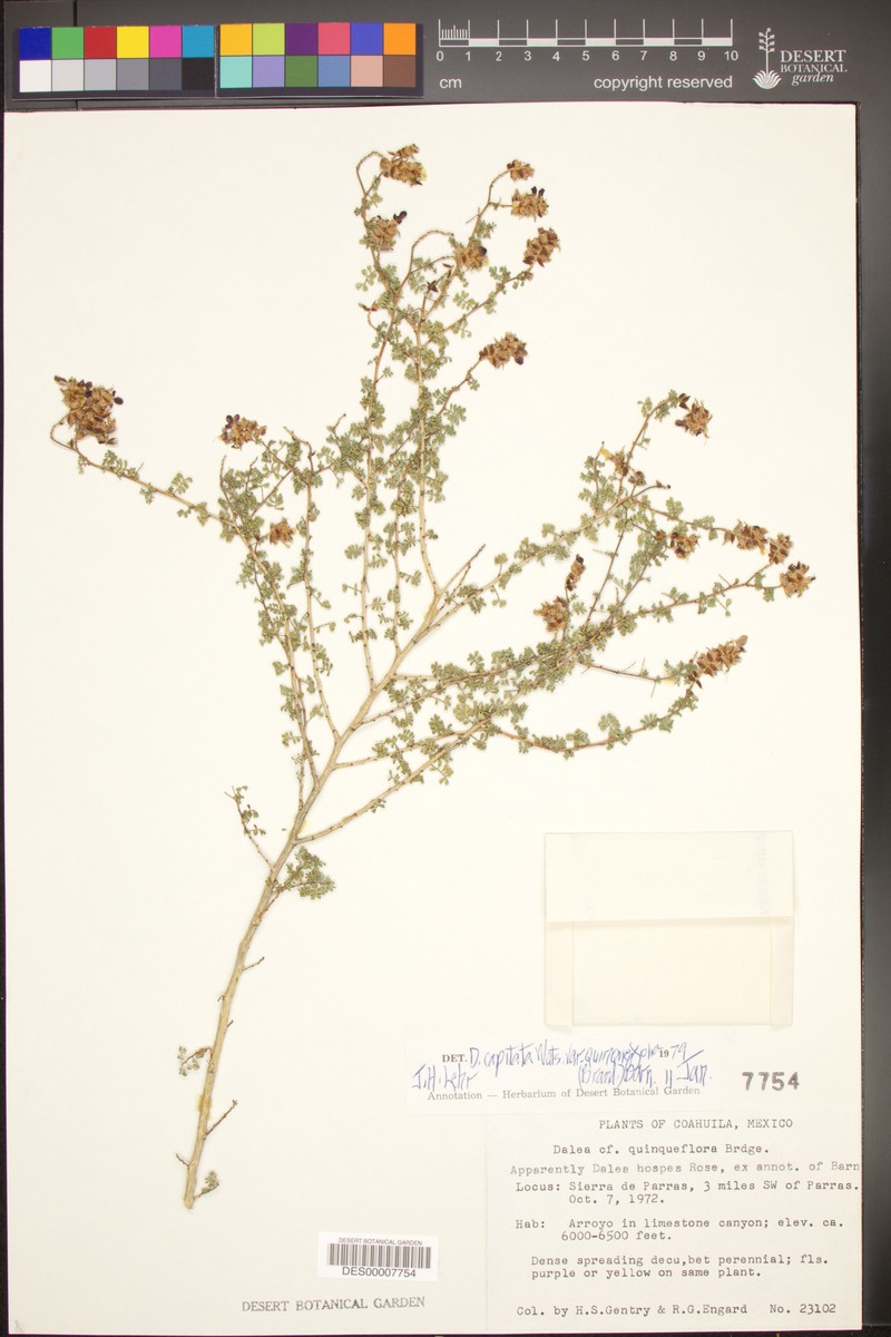Dalea capitata var. quinqueflora
