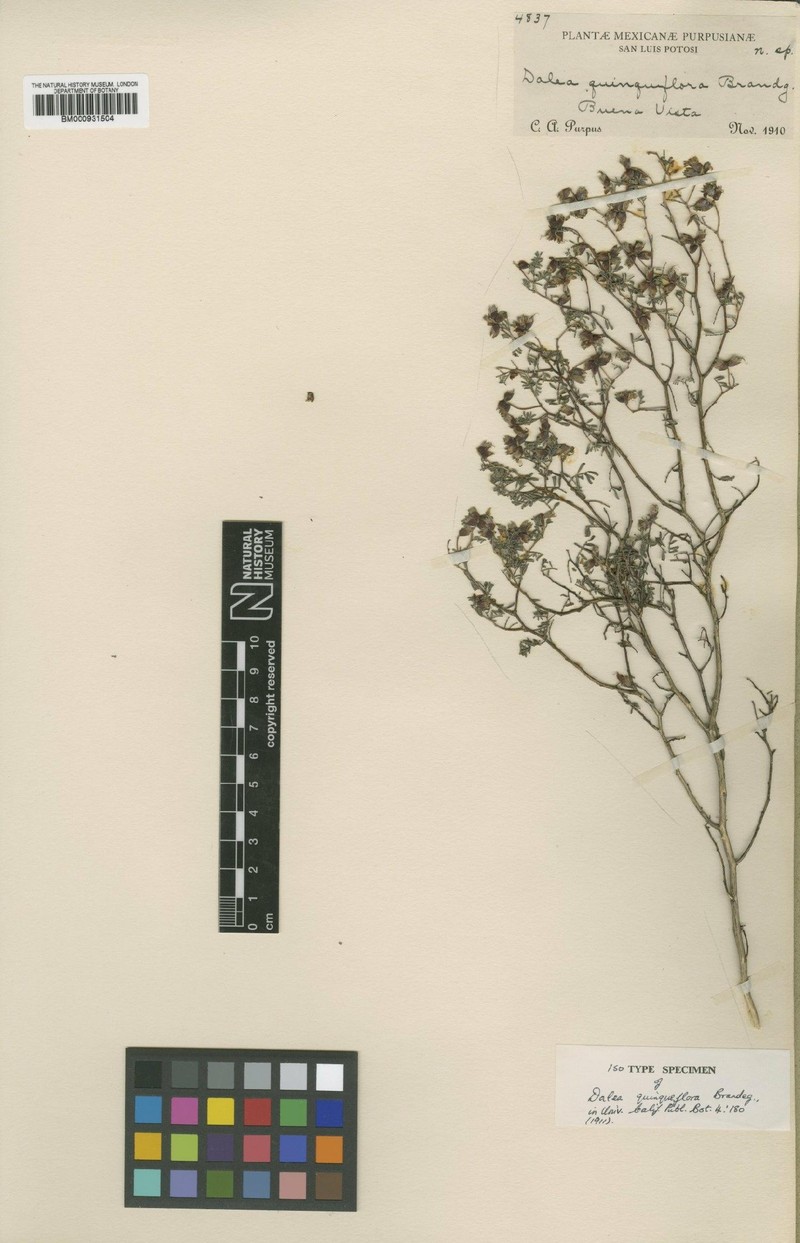 Dalea capitata var. quinqueflora photo 4