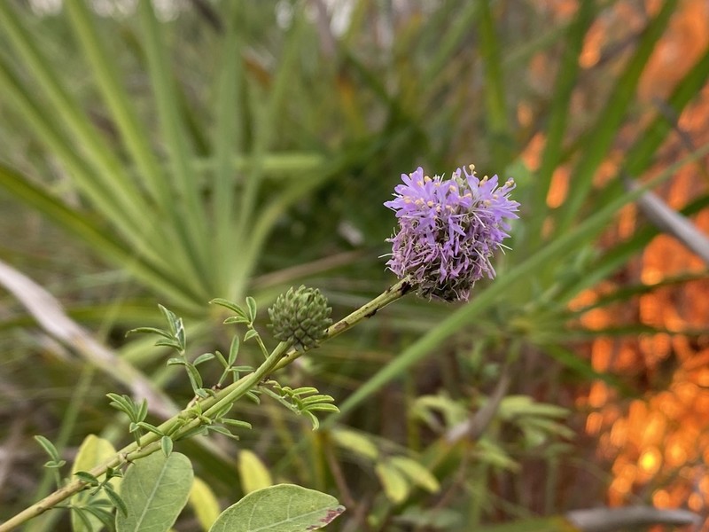 Whitetassels