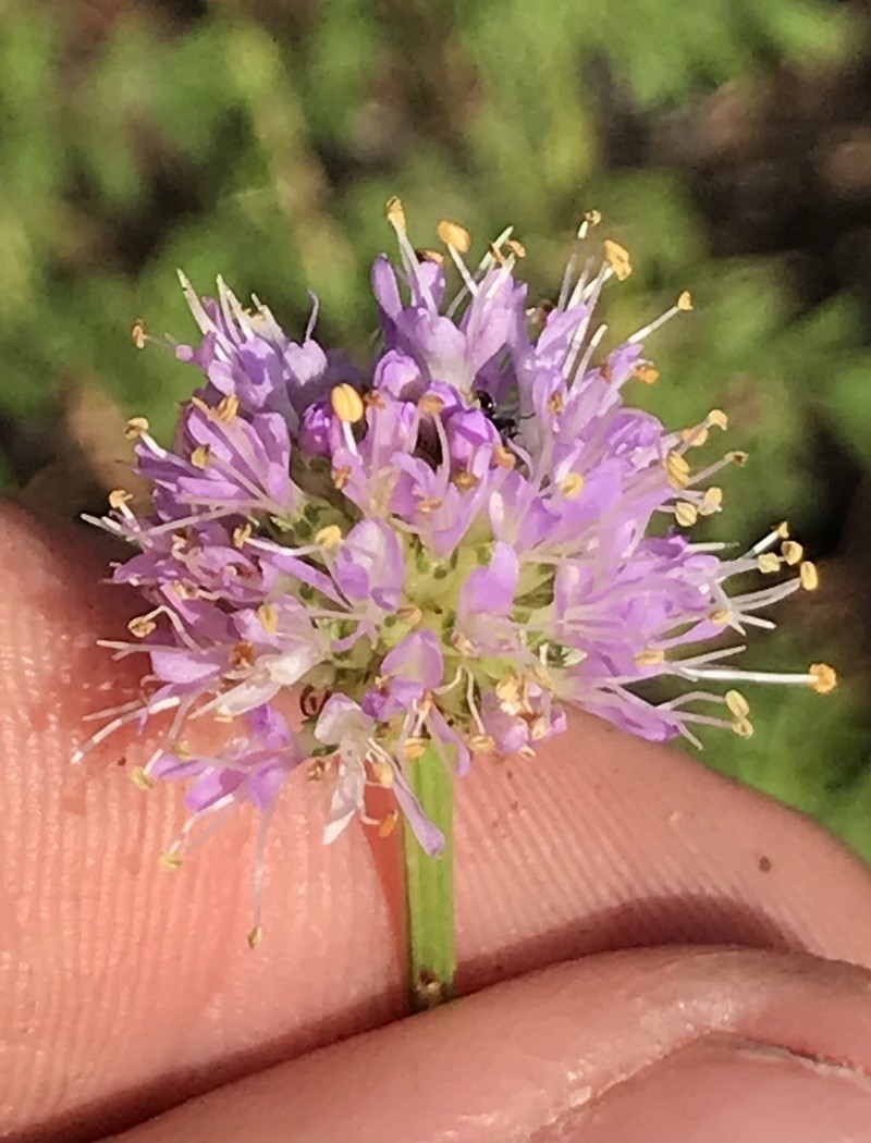 Whitetassels photo 2