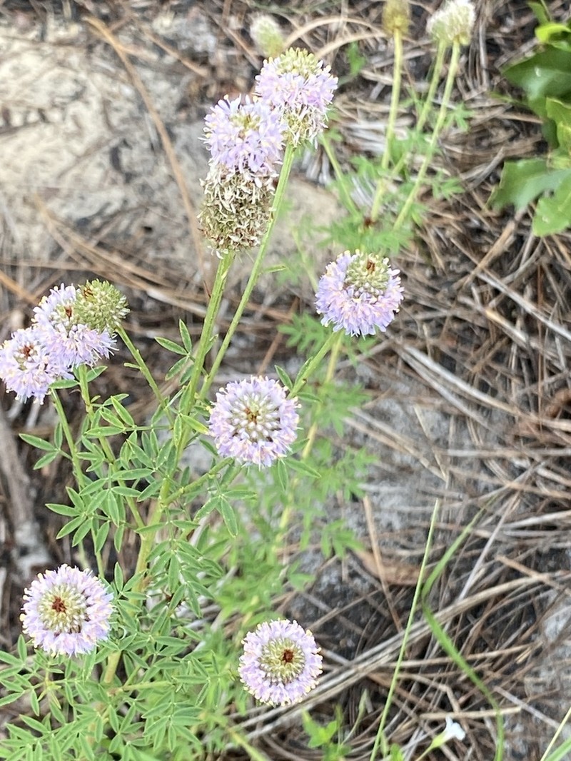 Whitetassels photo 3