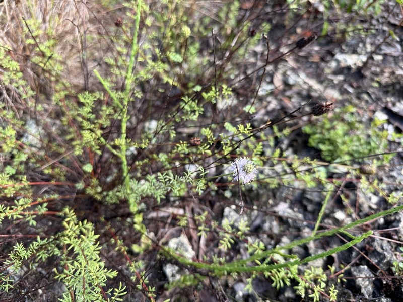 Whitetassels photo 4