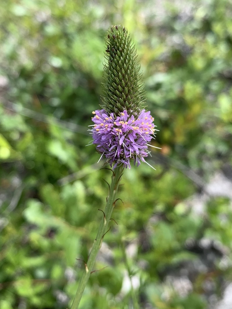 Whitetassels photo 5