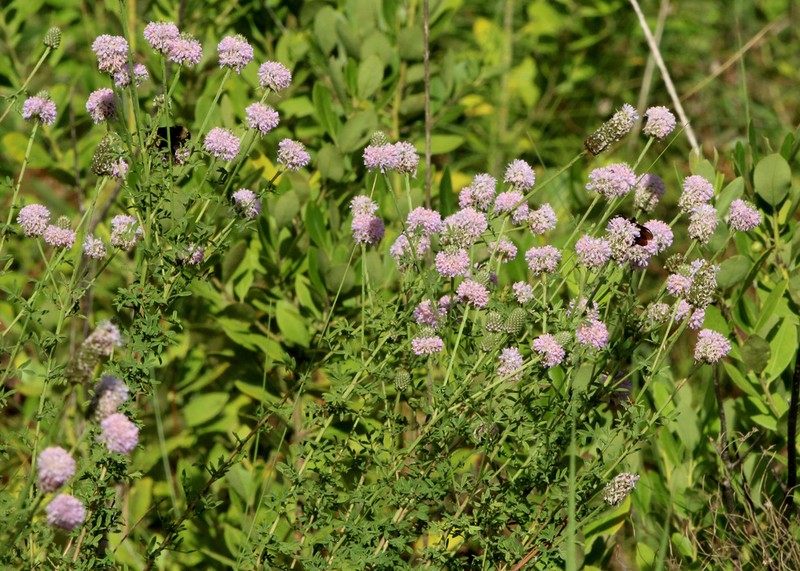 Whitetassels photo 6