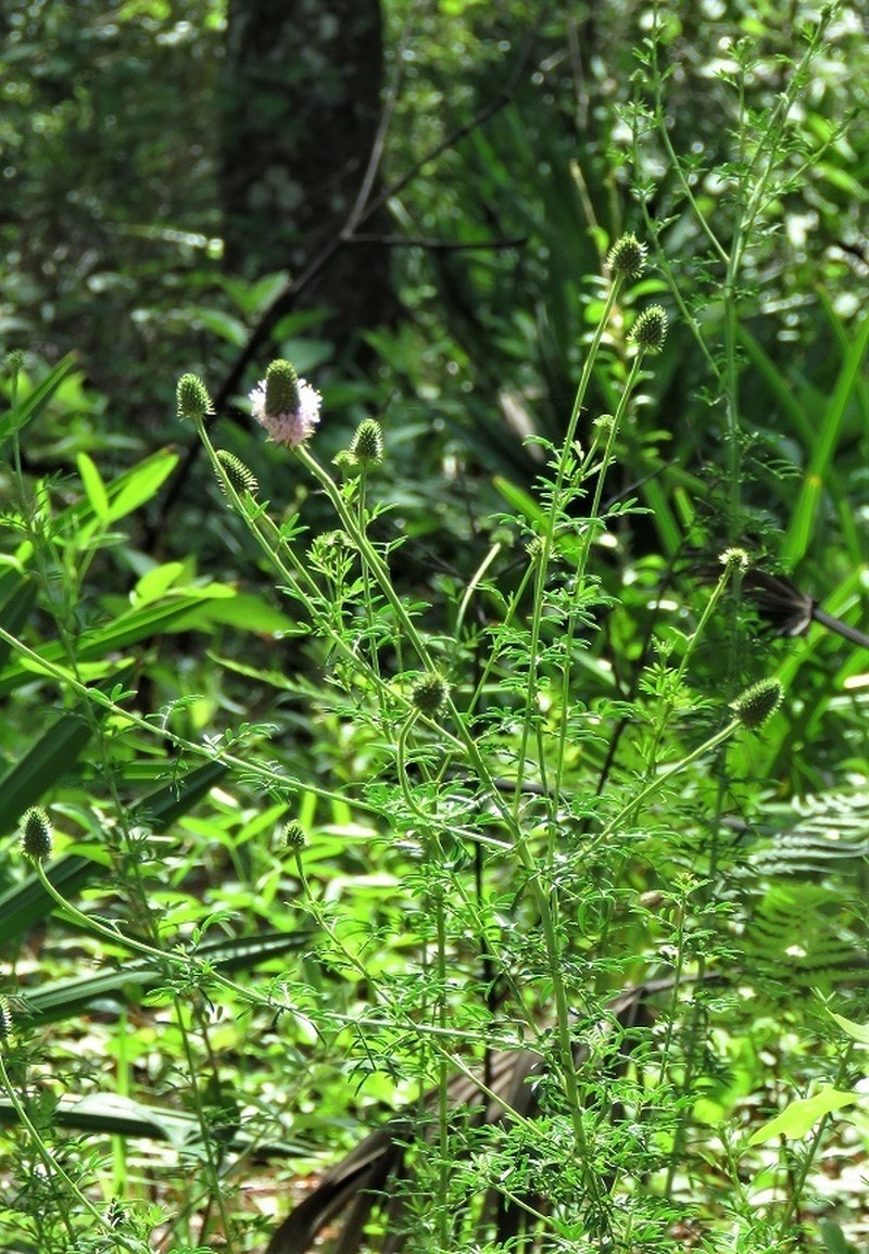 Whitetassels photo 8