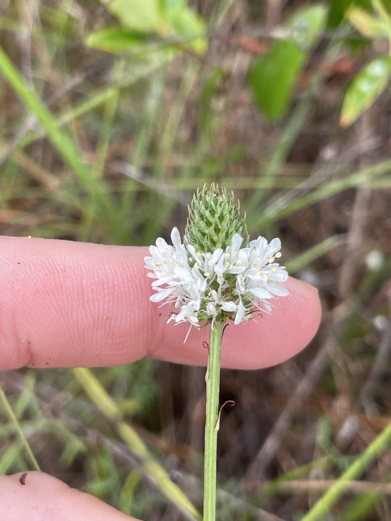 Whitetassels