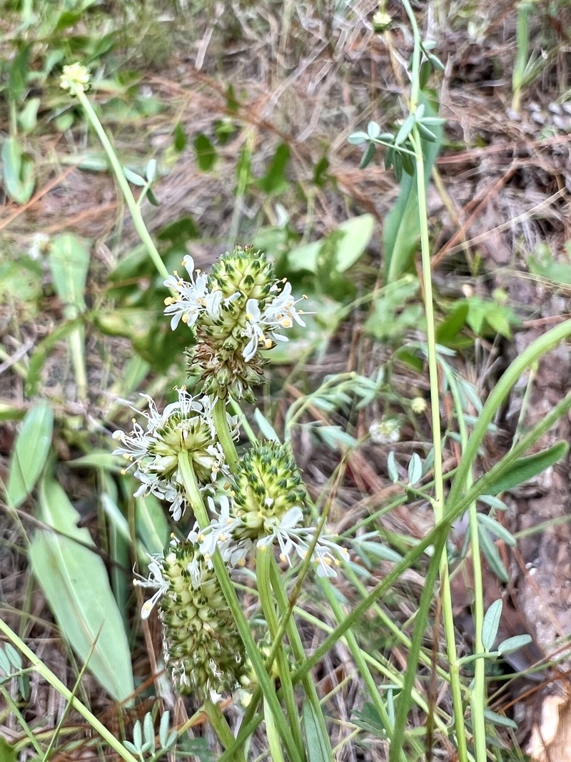 Whitetassels photo 2