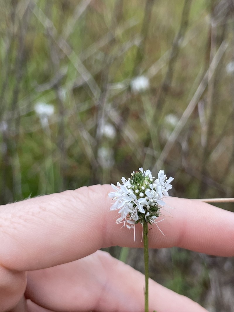 Whitetassels photo 3