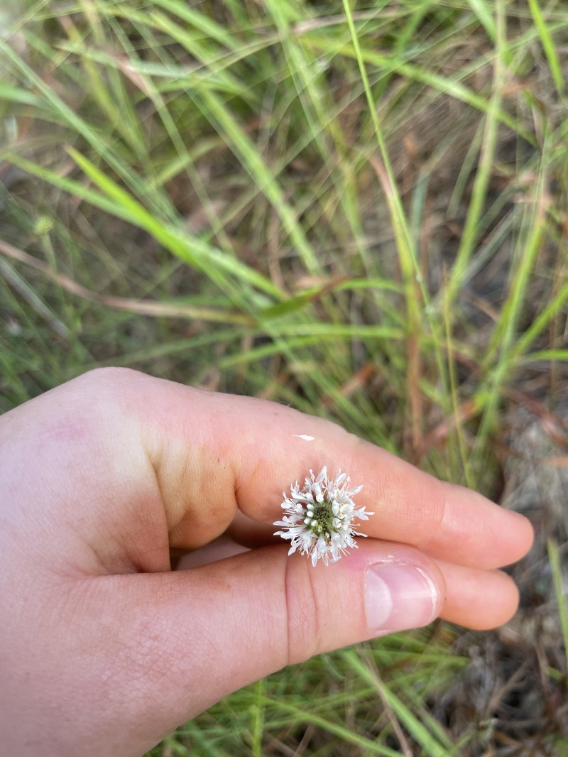 Whitetassels photo 5
