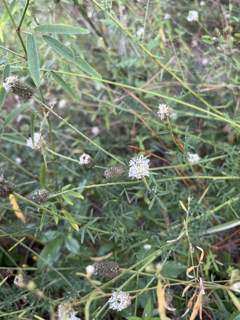 Whitetassels photo 7