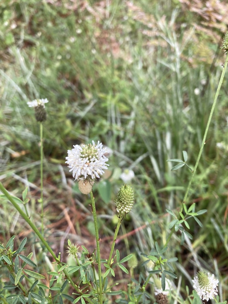 Whitetassels photo 8