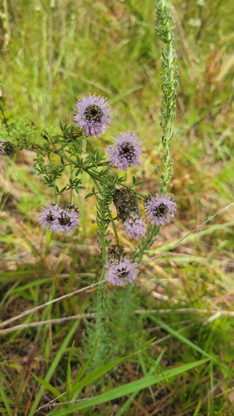 Dalea carnea var. carnea photo 2