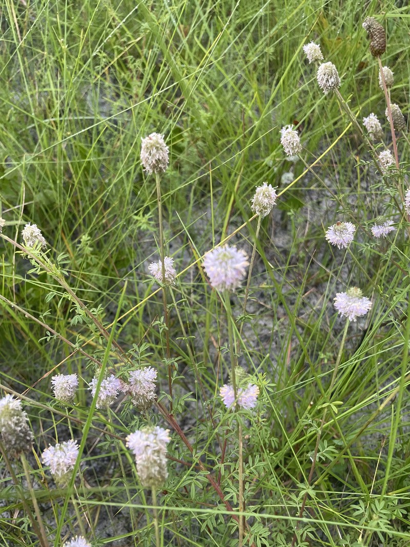 Dalea carnea var. carnea photo 3