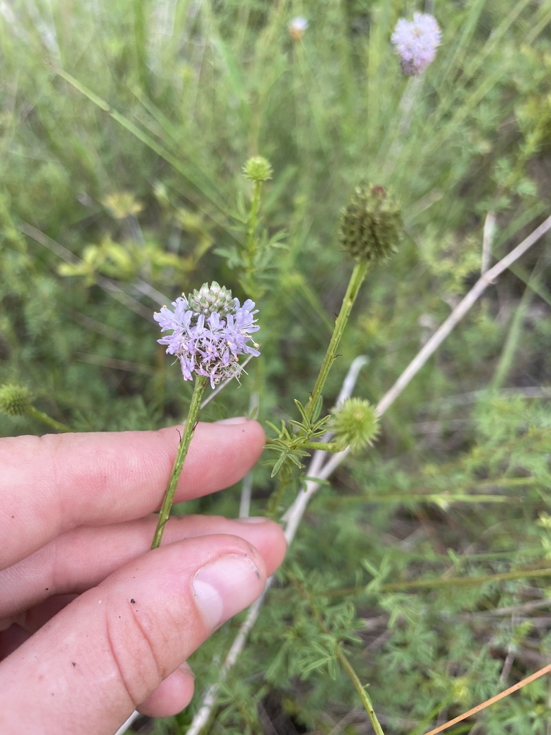 Dalea carnea var. carnea photo 4