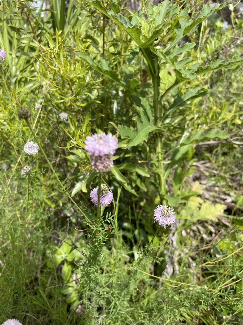 Dalea carnea var. carnea photo 5